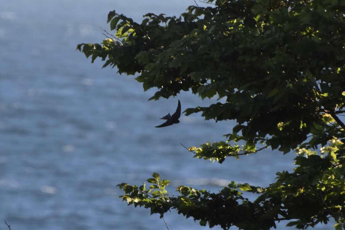 Purple Martin - ML471236131