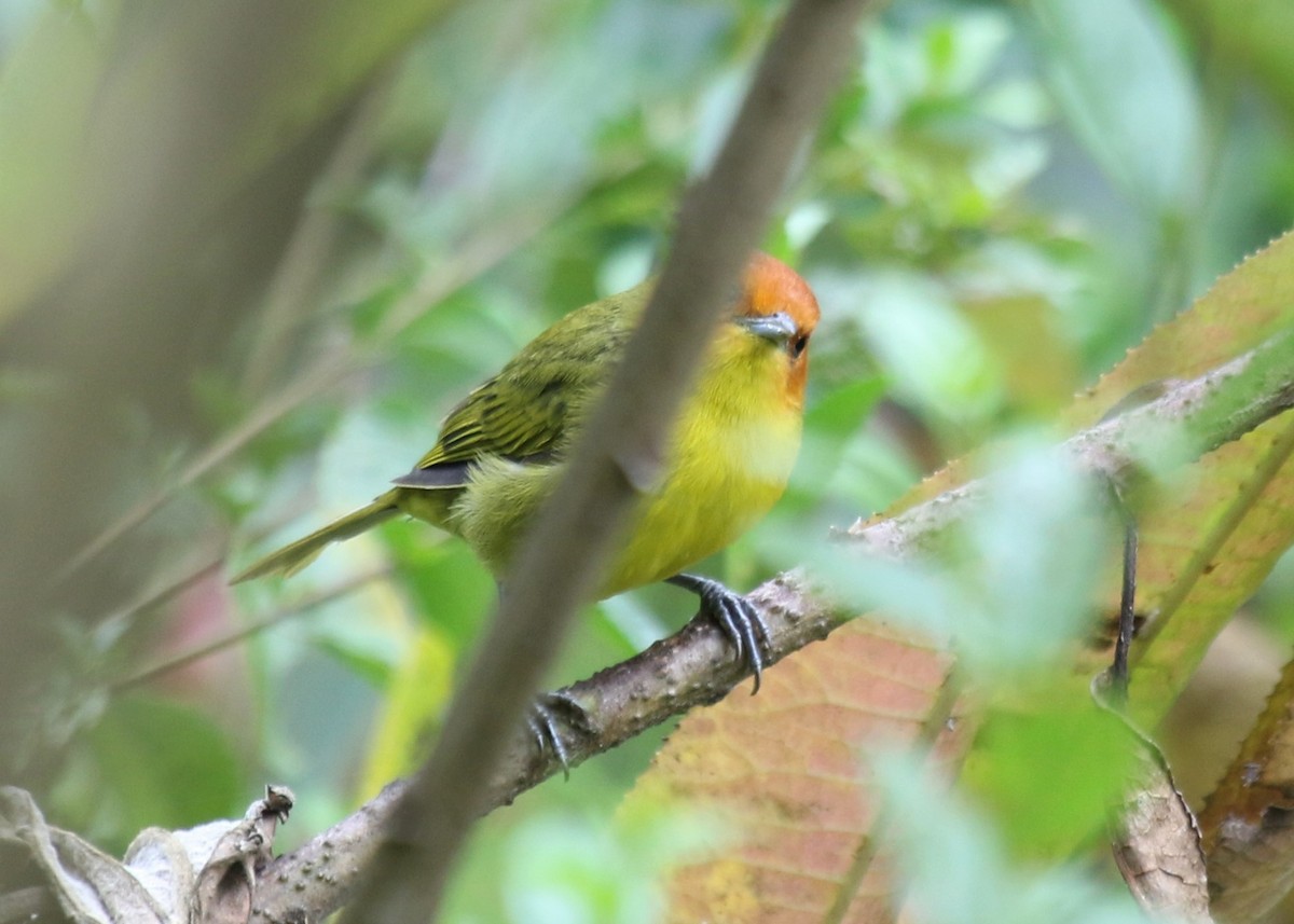 Rust-and-yellow Tanager - Michael Collins