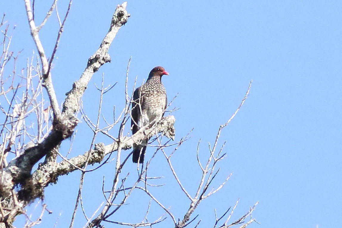 Scaled Pigeon - ML471236291