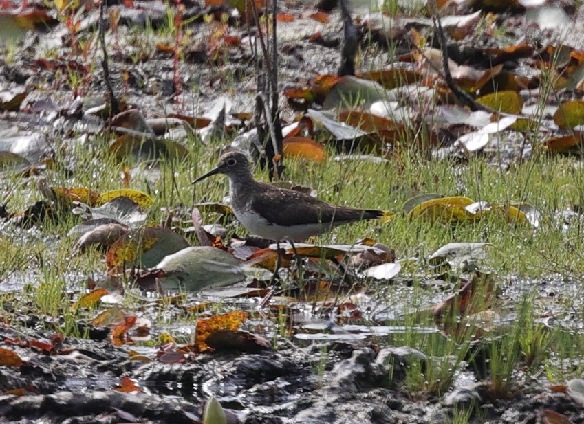 Solitary Sandpiper - ML471237031