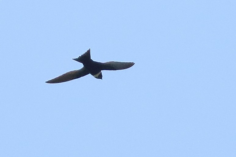 White-collared Swift - ML471237111