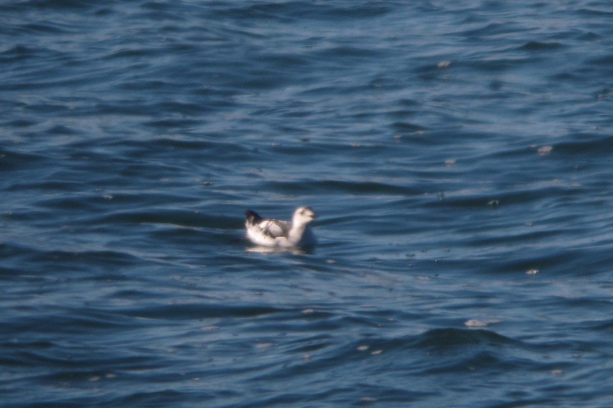 Black Guillemot - ML471237721