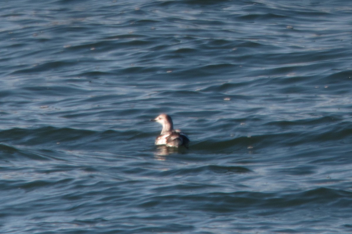 Black Guillemot - ML471237741