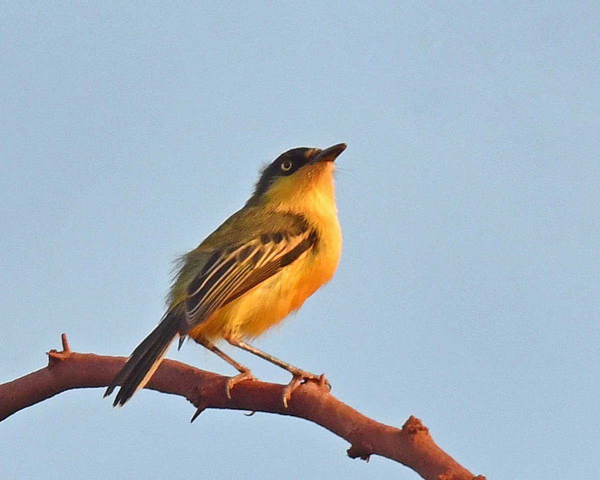 Common Tody-Flycatcher - ML471238091