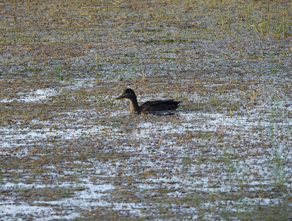 Canard colvert - ML471239101