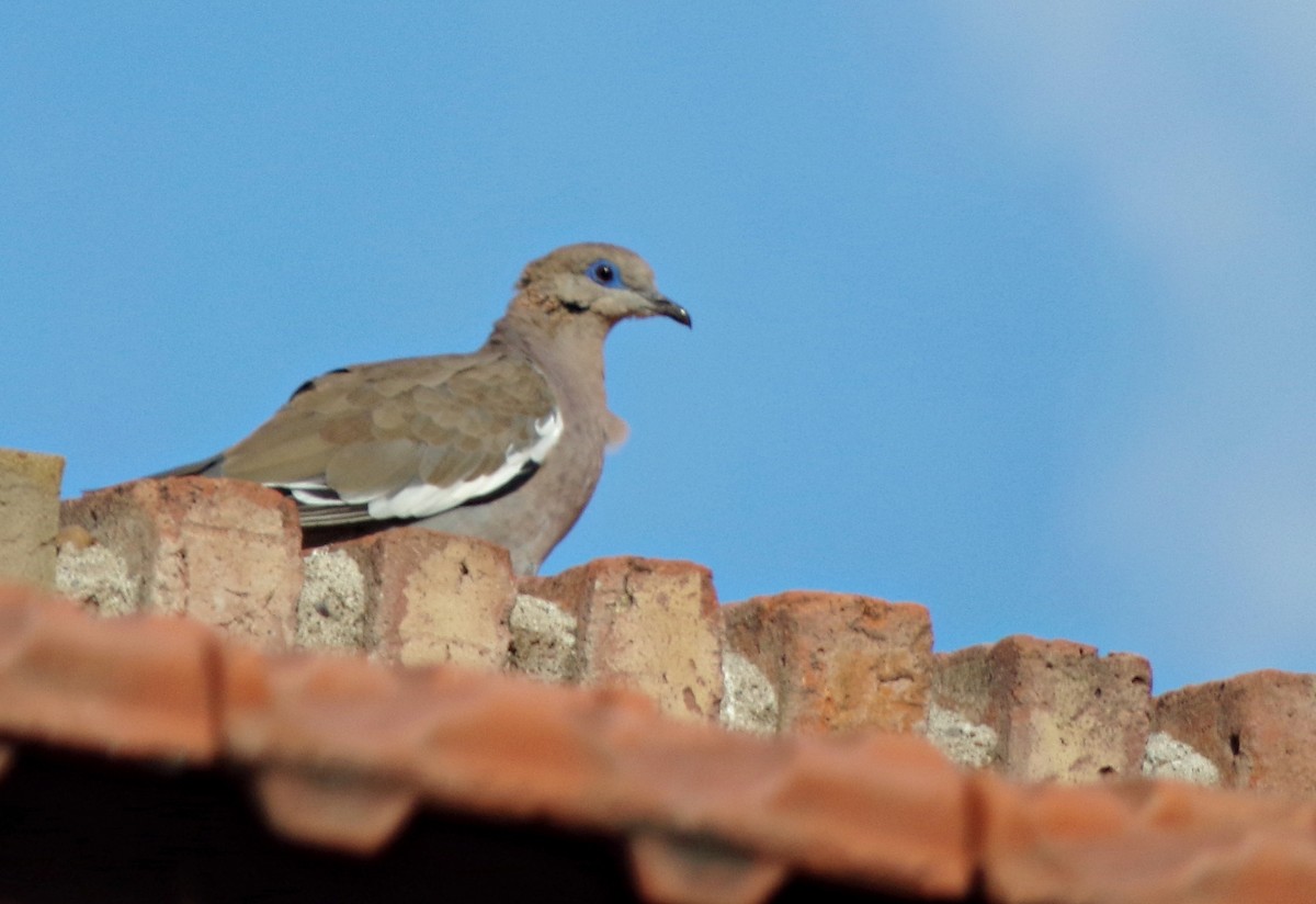 West Peruvian Dove - ML471239401