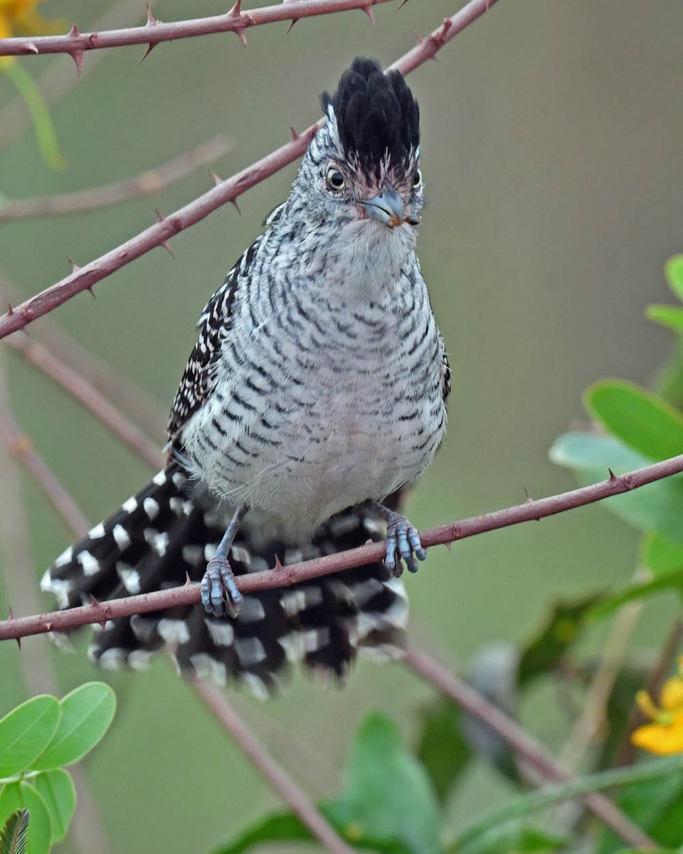 Barred Antshrike - ML471241191