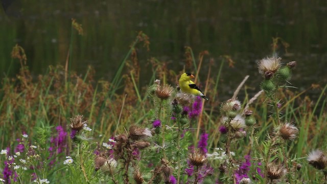 American Goldfinch - ML471242