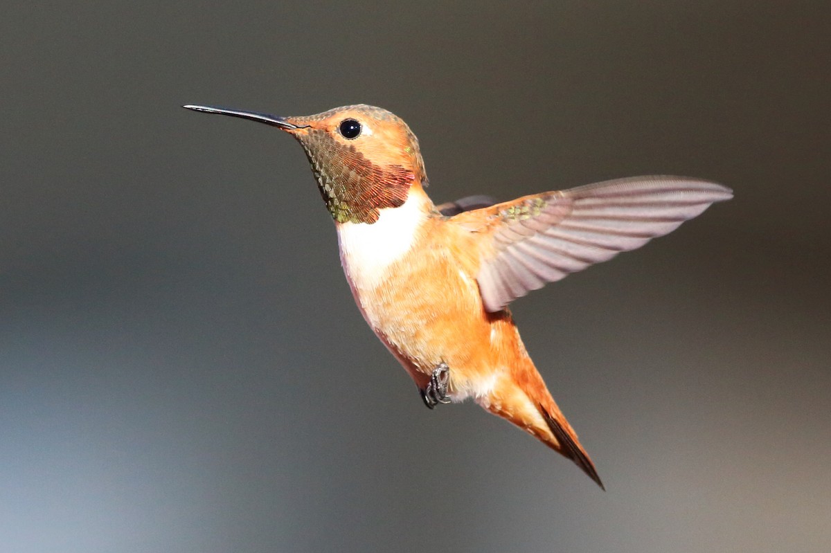 Allen's Hummingbird - ML47124201