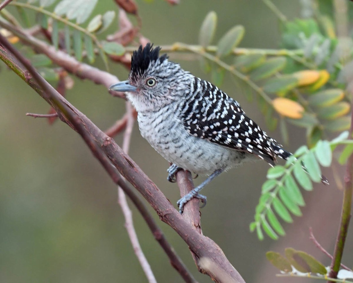 Barred Antshrike - ML471242111