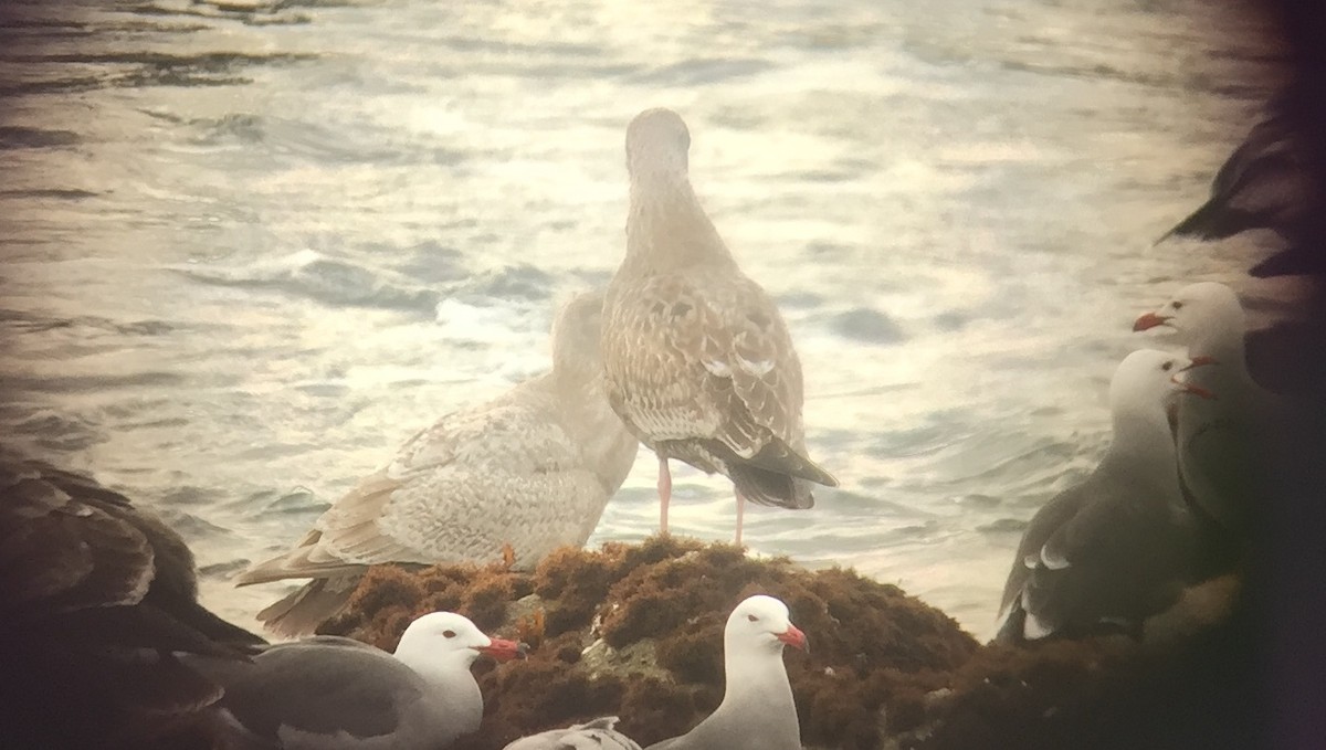 Iceland Gull - ML47124361