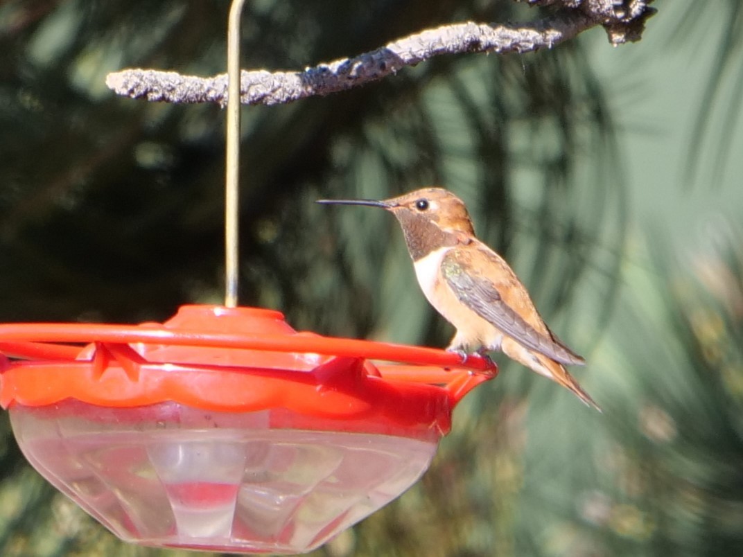 Rufous Hummingbird - ML471243941