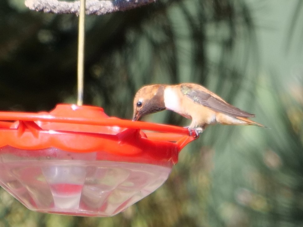Rufous Hummingbird - ML471243971