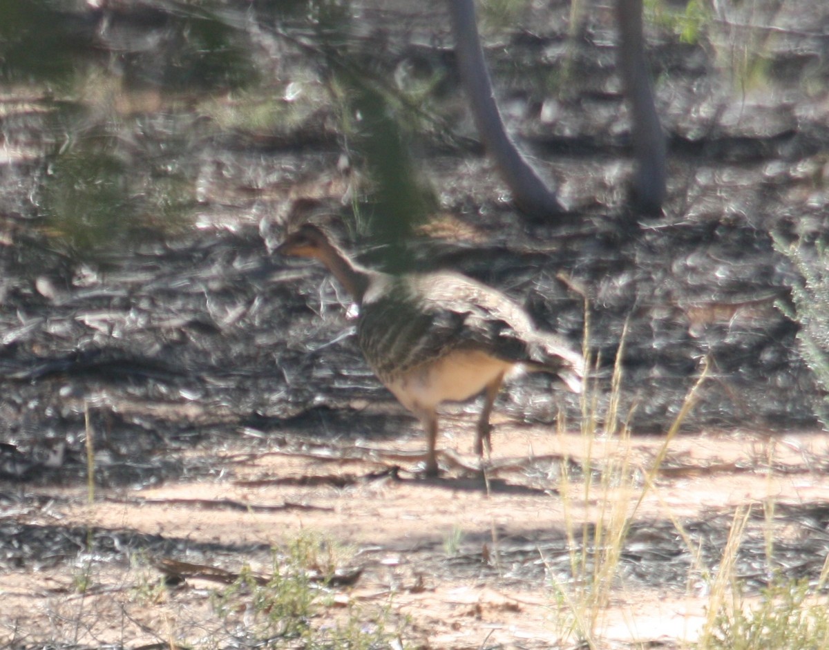 Malleefowl - ML47124561