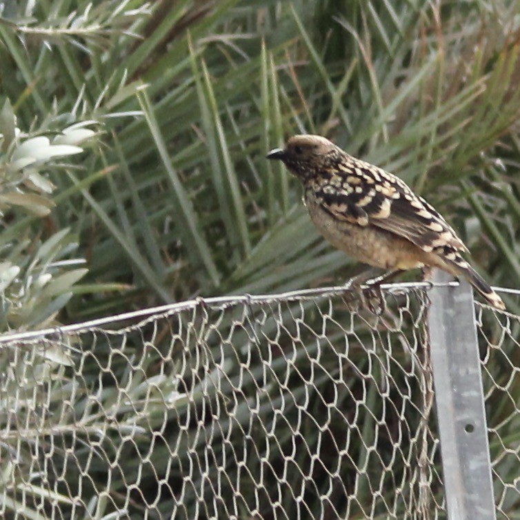 Western Bowerbird - ML471246171