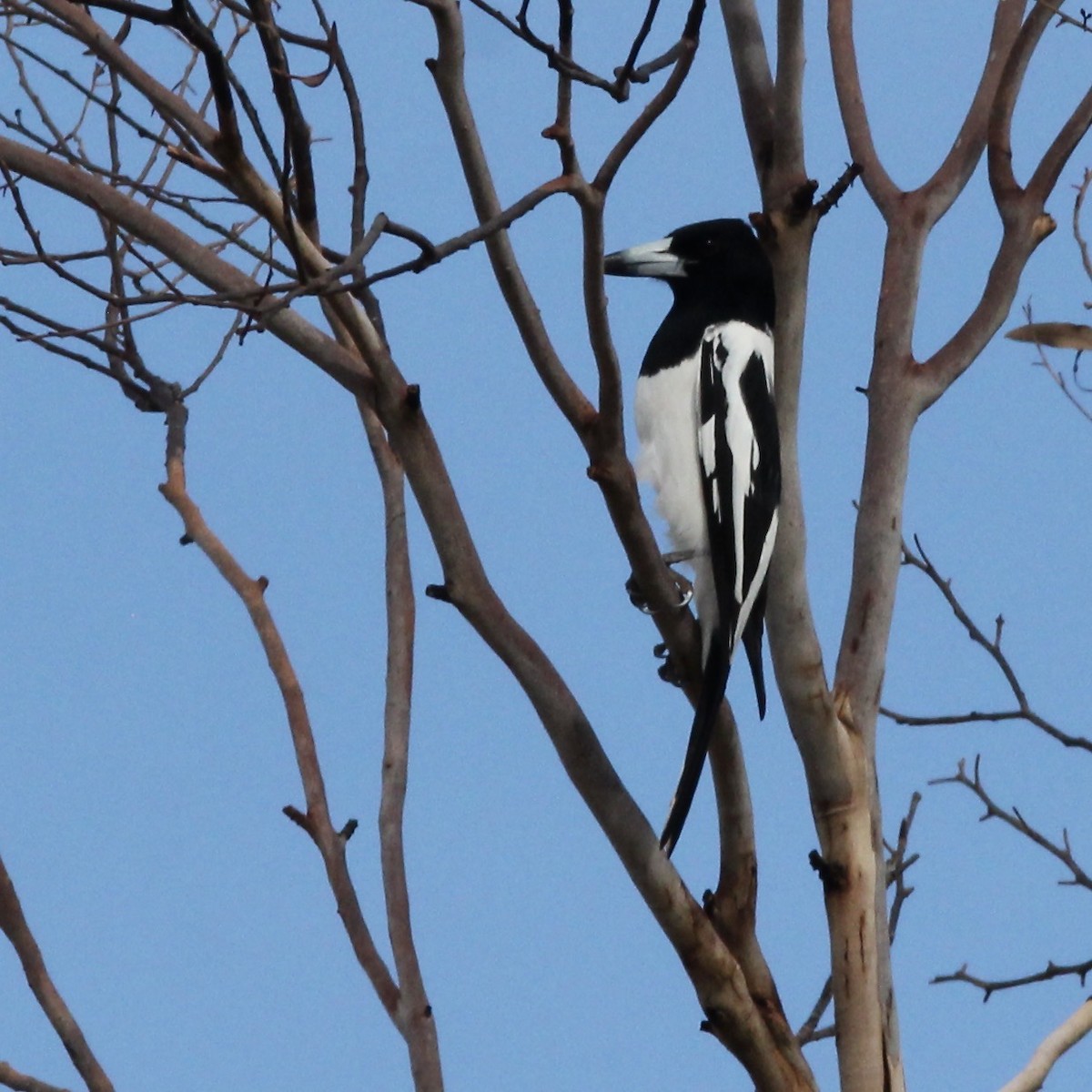 Pied Butcherbird - ML471246351