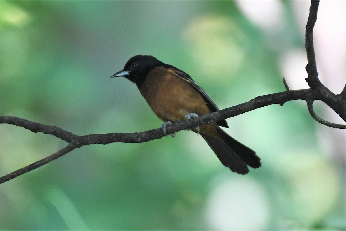 Orchard Oriole - ML471247231