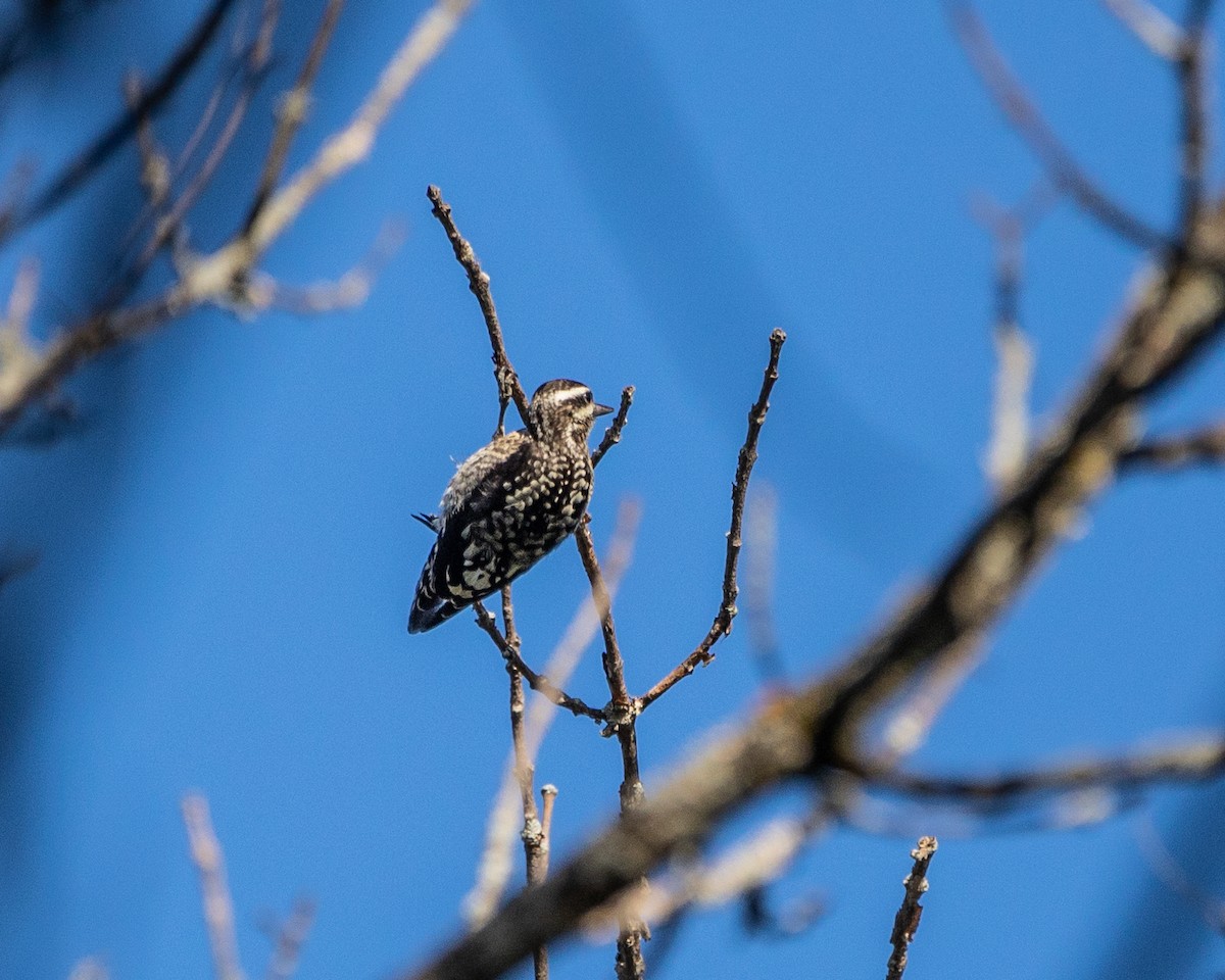 Yellow-bellied Sapsucker - ML471248801