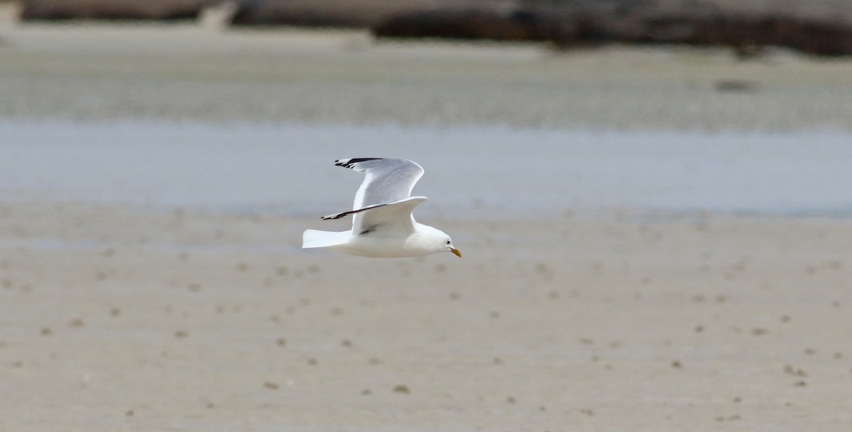 Common Gull - ML471249251