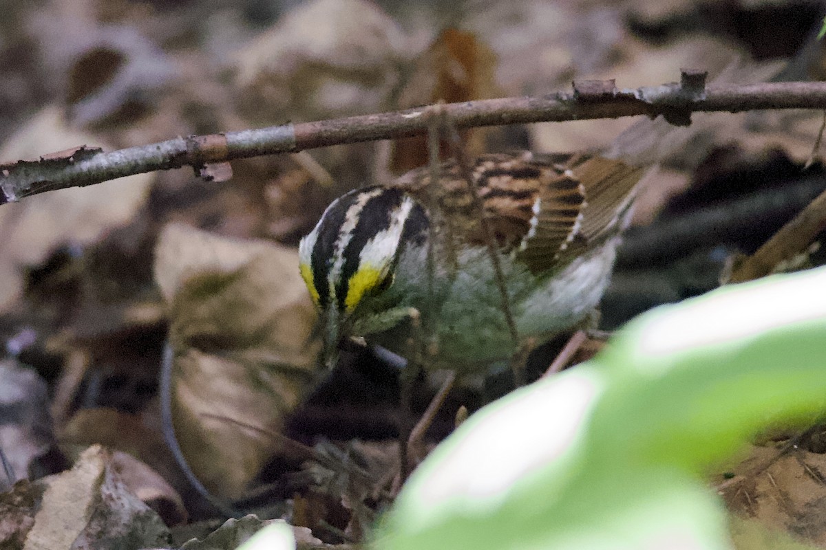 White-throated Sparrow - ML471249591