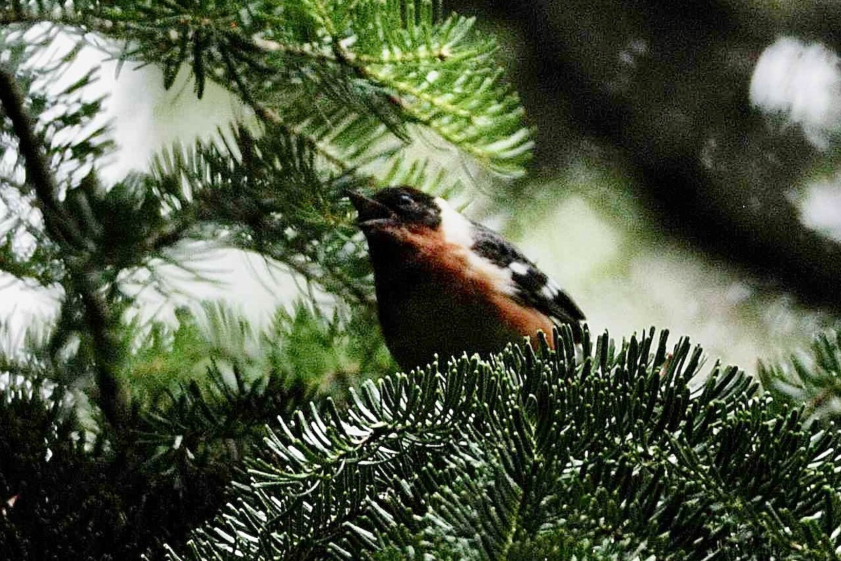 Bay-breasted Warbler - ML471249651