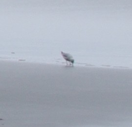 Variable Oystercatcher - ML471250211