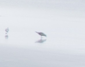 Variable Oystercatcher - ML471250221