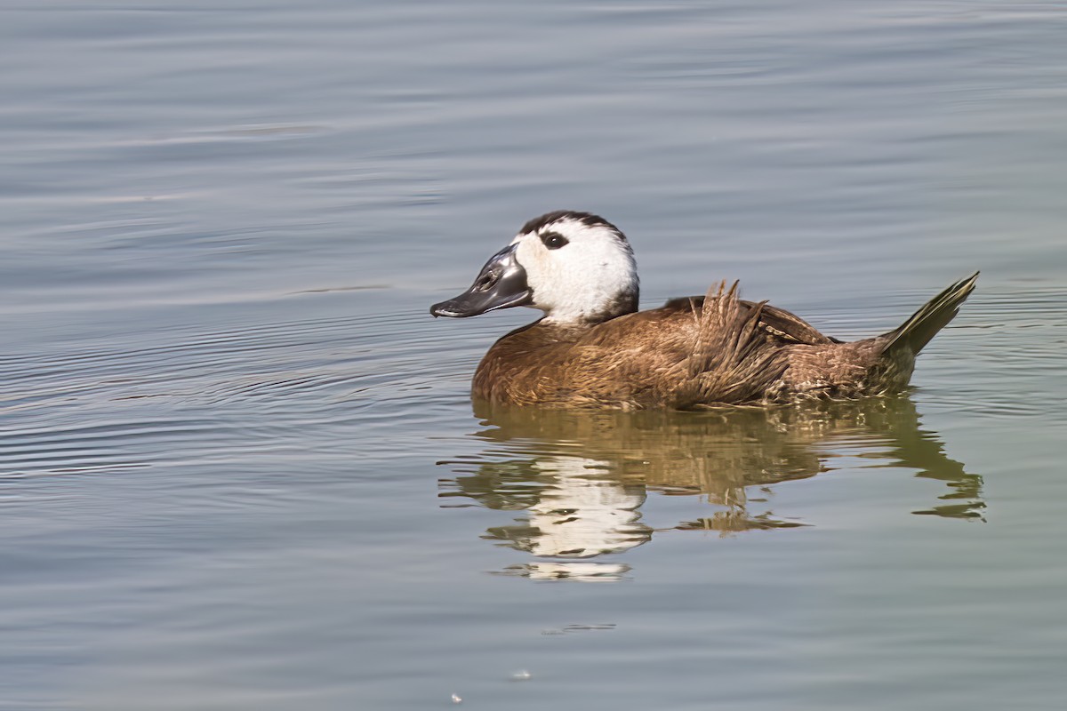 White-headed Duck - Dirk Engelen