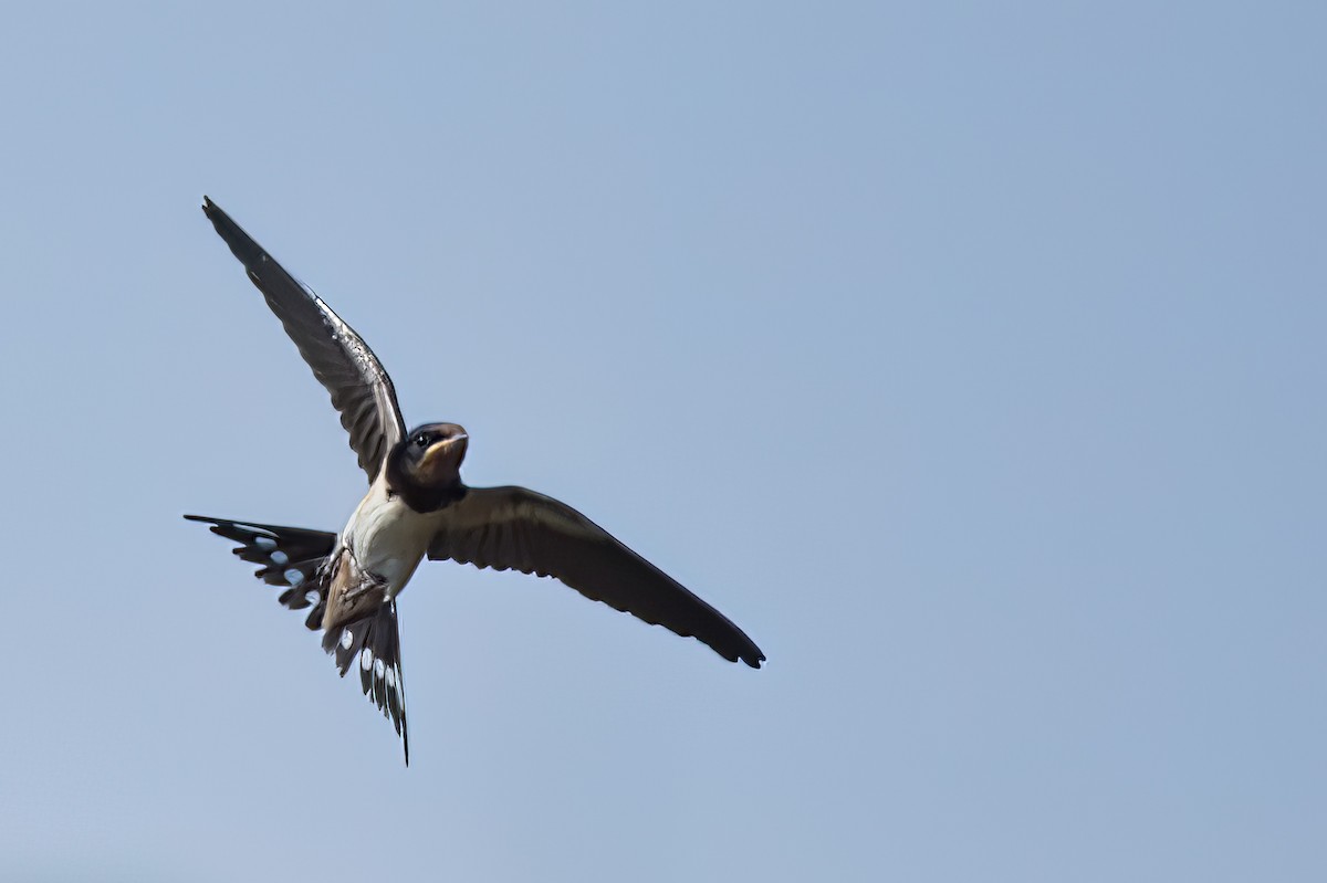 Barn Swallow - ML471252111