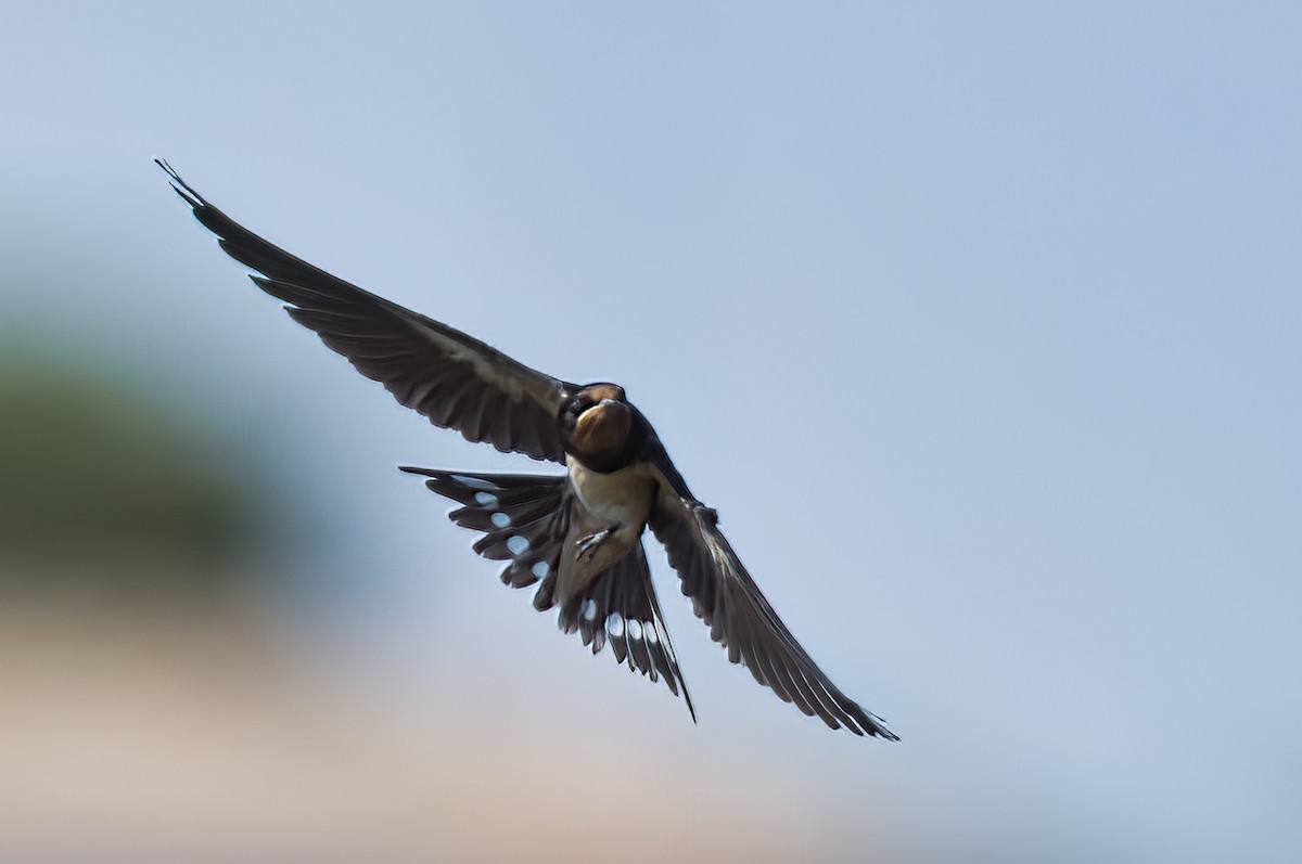 Barn Swallow - ML471252121