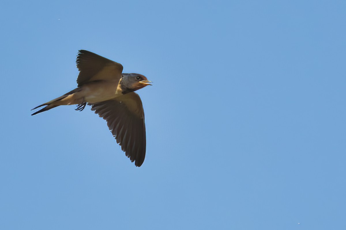 Barn Swallow - ML471252191