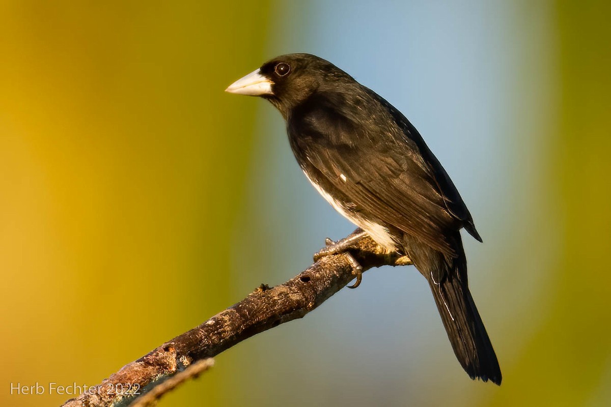 Cone-billed Tanager - ML471254941