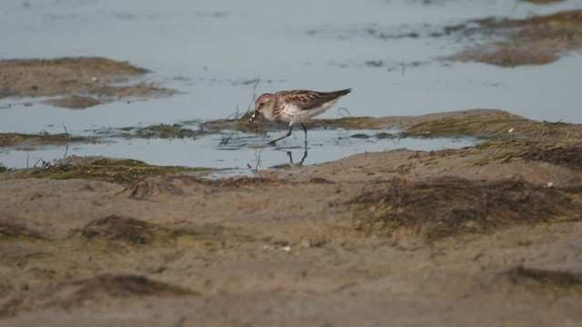 Western Sandpiper - ML471257651