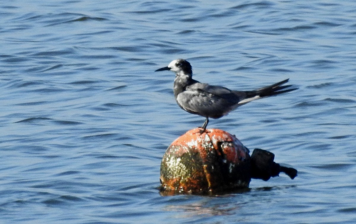 Black Tern - ML471258301