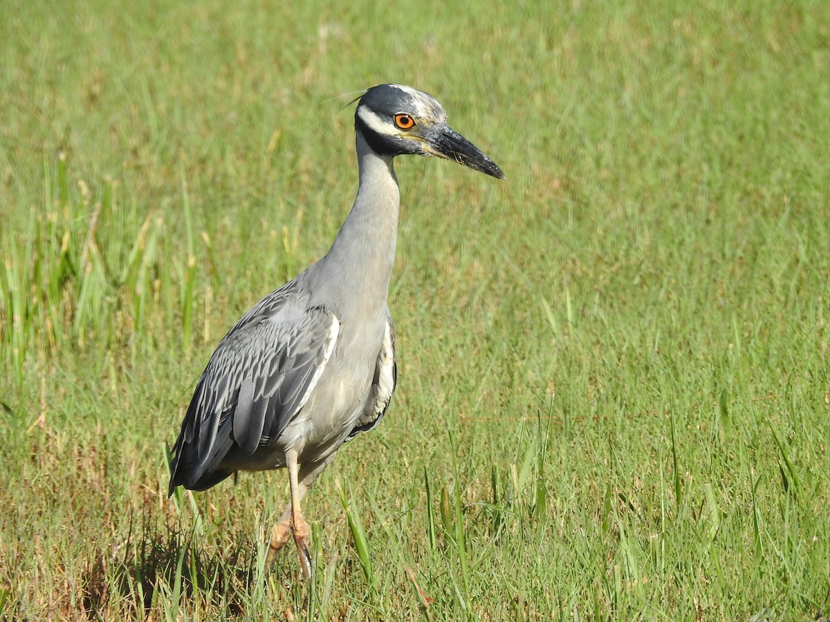 Yellow-crowned Night Heron - ML471258381