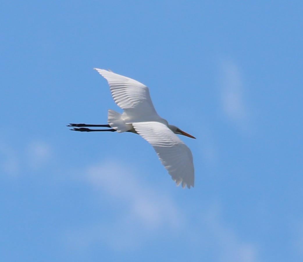 Great Egret - ML471259441