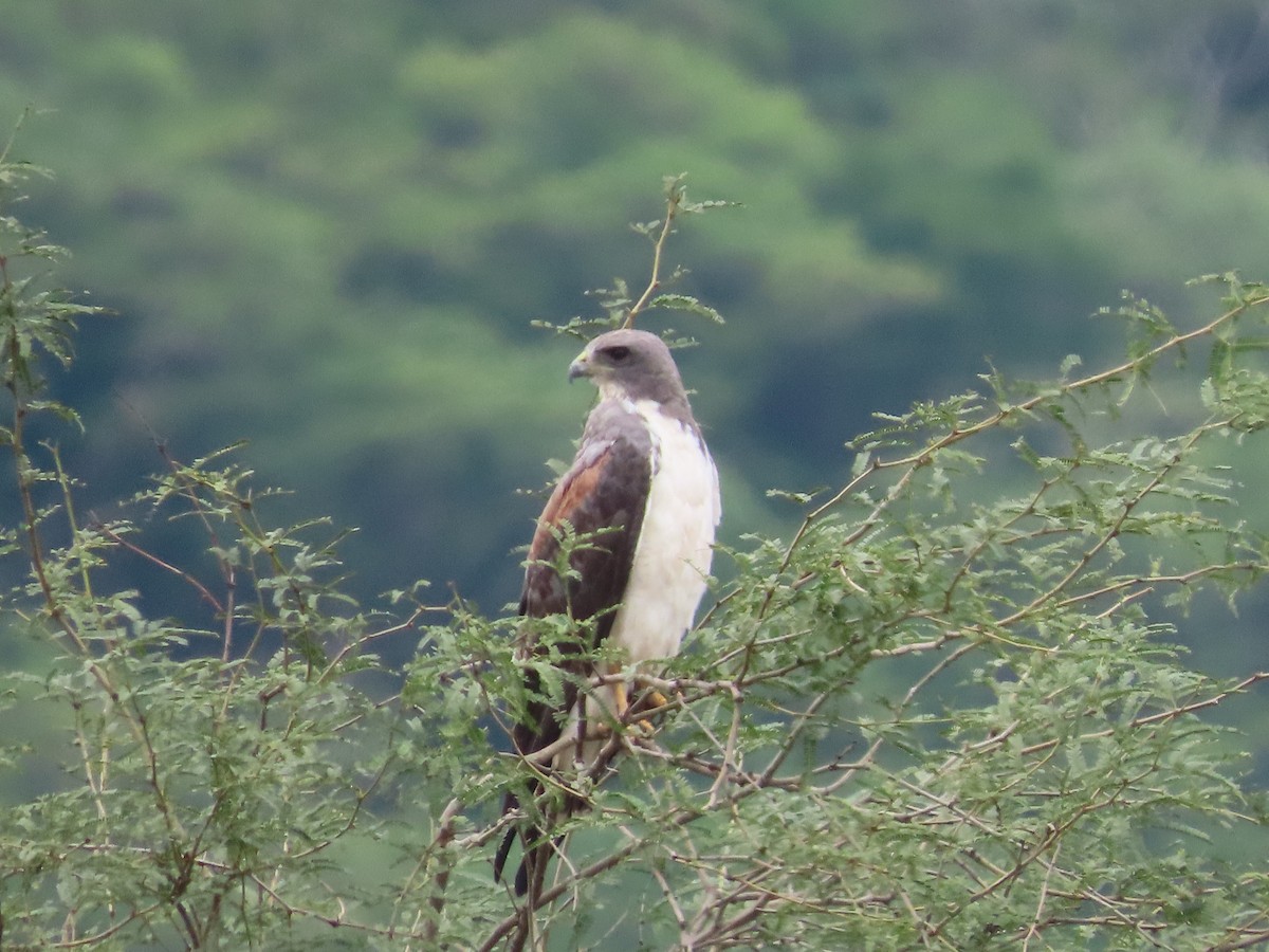 White-tailed Hawk - ML471260271