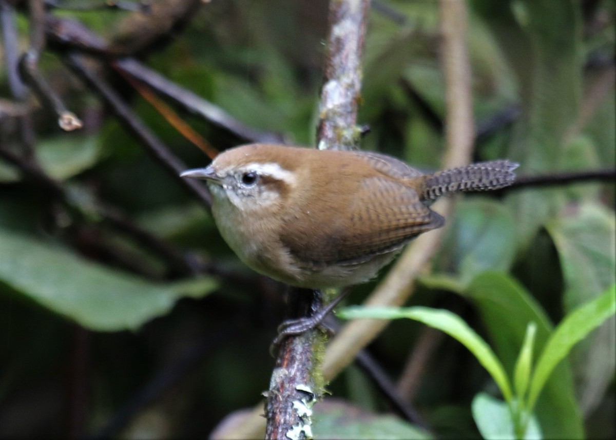 Mountain Wren - ML471260871