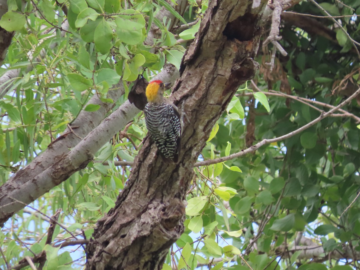 Golden-cheeked Woodpecker - Carlos Palomera