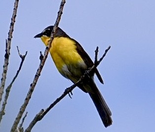 Yellow-breasted Chat - Dean Silvers