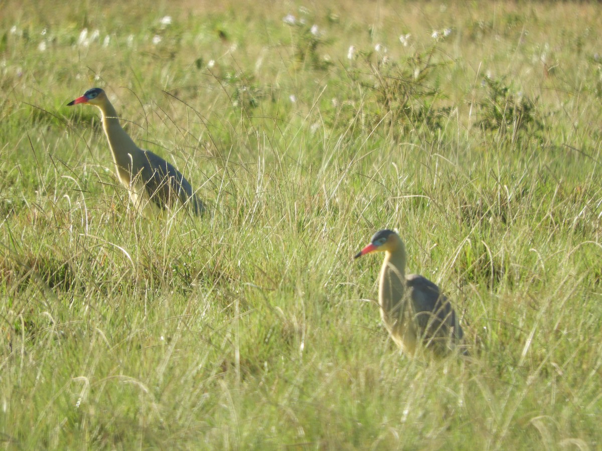 Whistling Heron - ML471261351