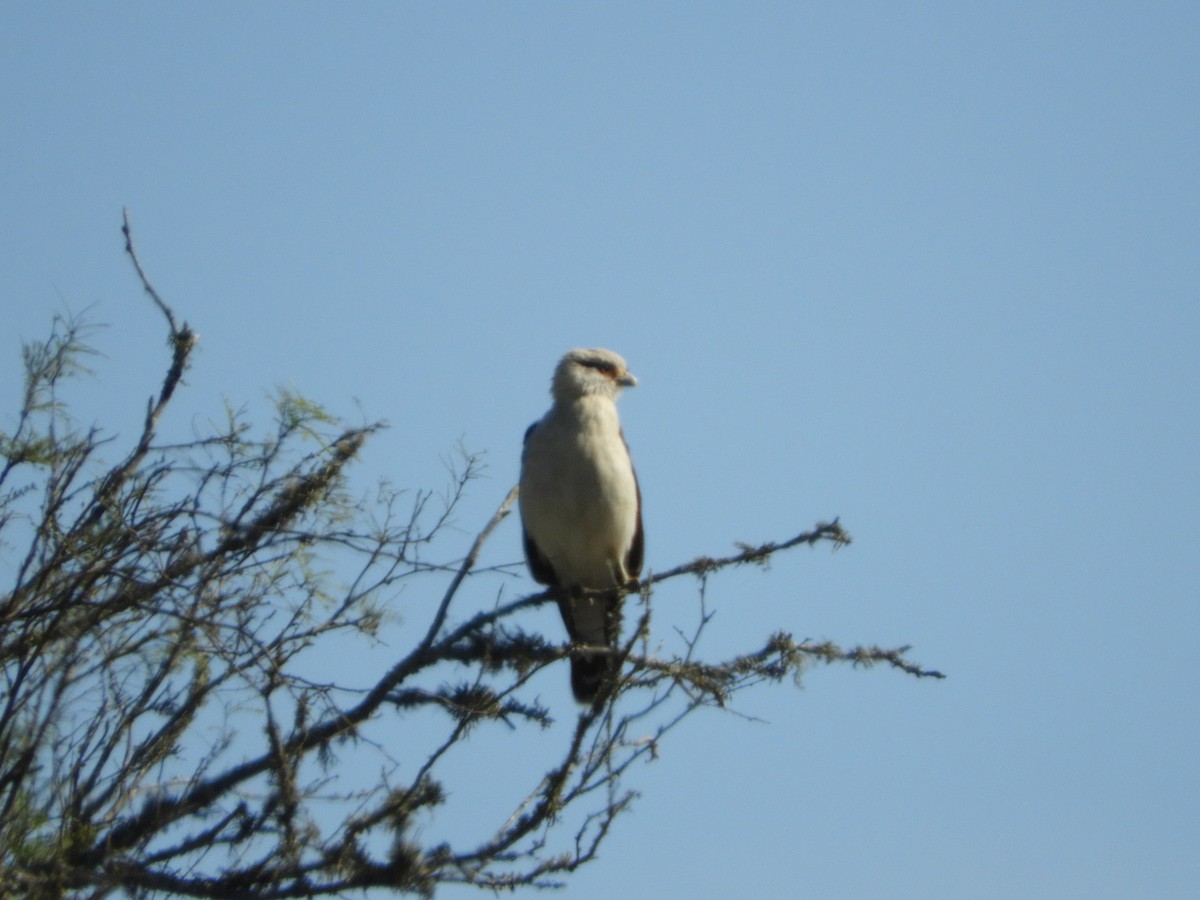 Yellow-headed Caracara - ML471262481