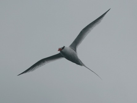 Red-billed Tropicbird - ML47126311