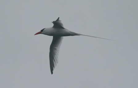 Red-billed Tropicbird - ML47126321