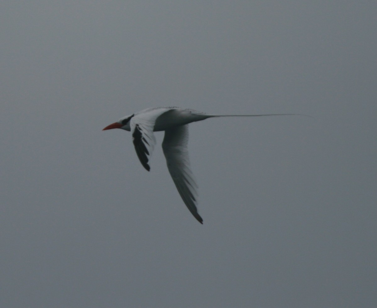 Red-billed Tropicbird - ML47126331