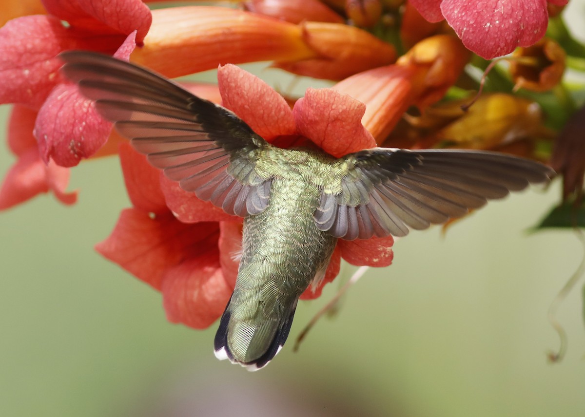 Black-chinned Hummingbird - ML471263691