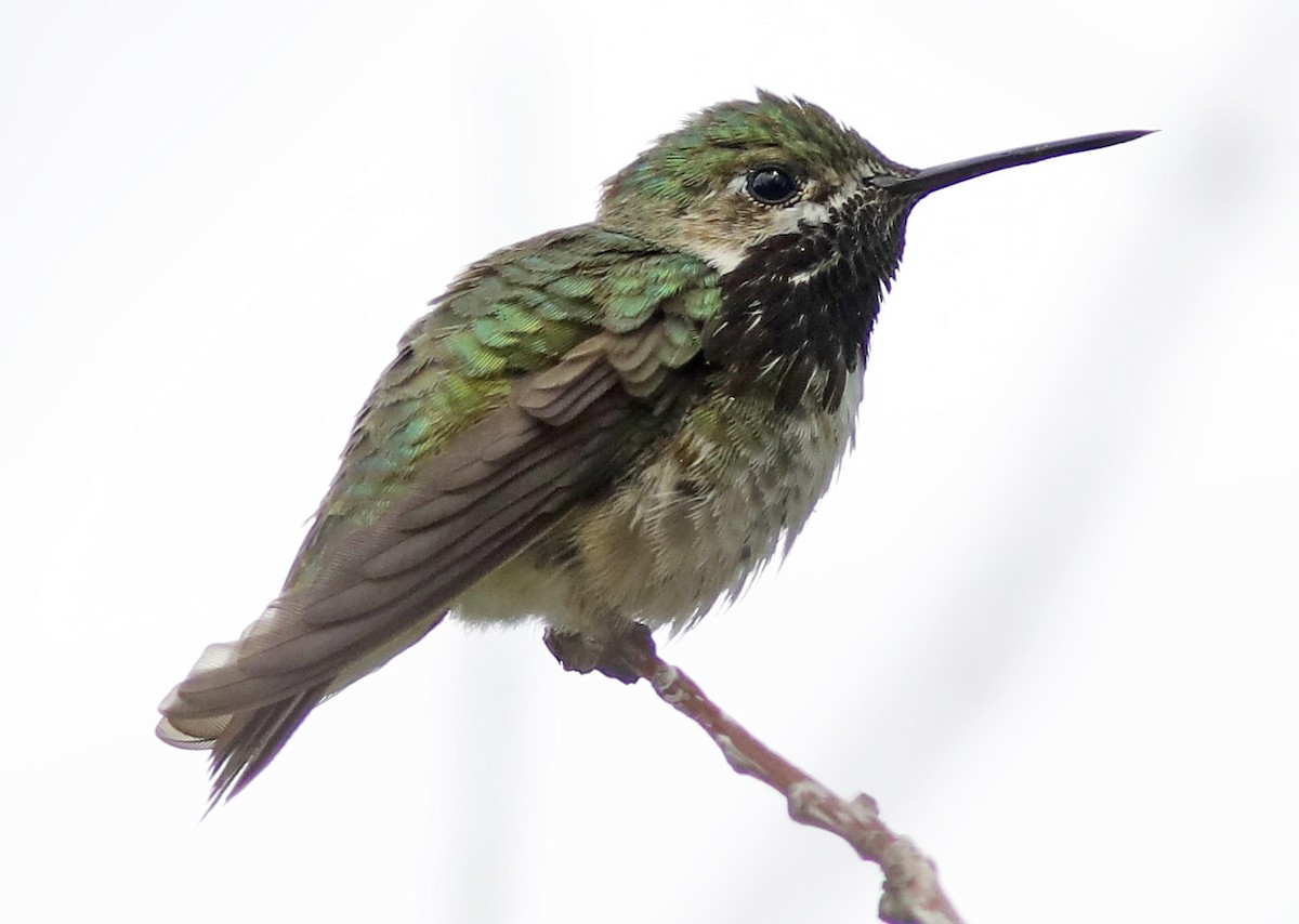 Calliope Hummingbird - Bill Maynard