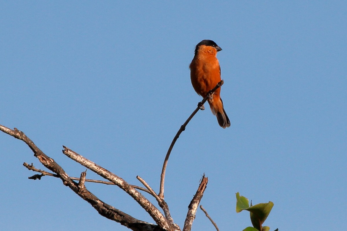 Tawny-bellied Seedeater - ML471263841