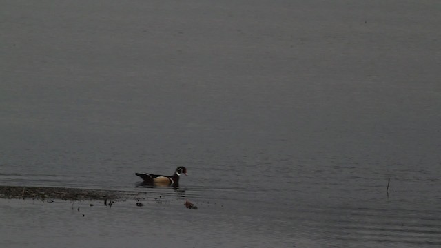 Wood Duck - ML471264