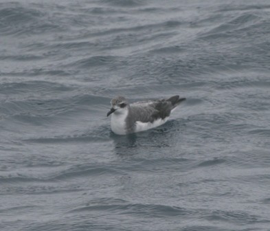 Cook's Petrel - ML47126421